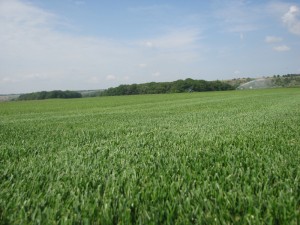 IMG_7748